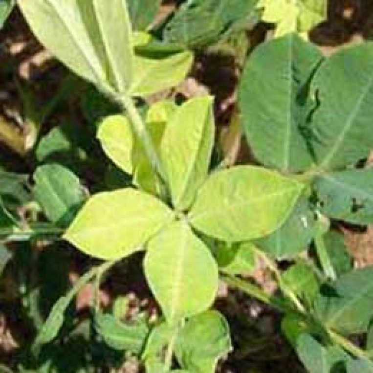 Visual representation of Sulphur Deficiency deficiency