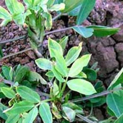 Visual representation of Zinc Deficiency deficiency