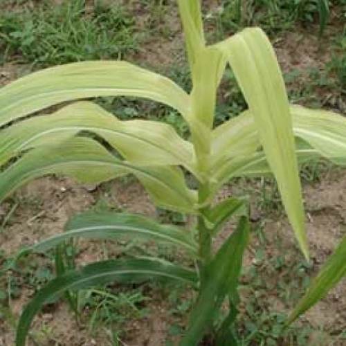 Visual representation of Iron Deficiency deficiency