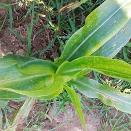 Visual representation of Magnesium Deficiency deficiency
