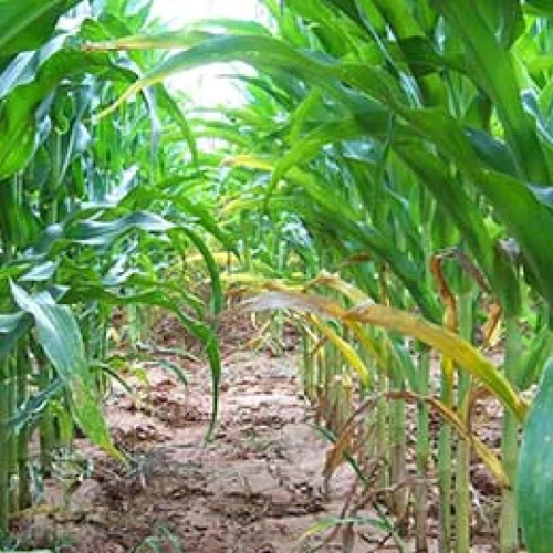 Visual representation of Nitrogen Deficiency deficiency