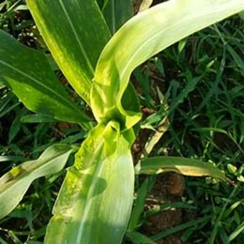 Visual representation of Sulphur Deficiency deficiency