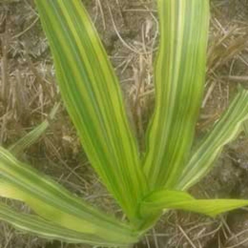 Visual representation of Zinc Deficiency deficiency
