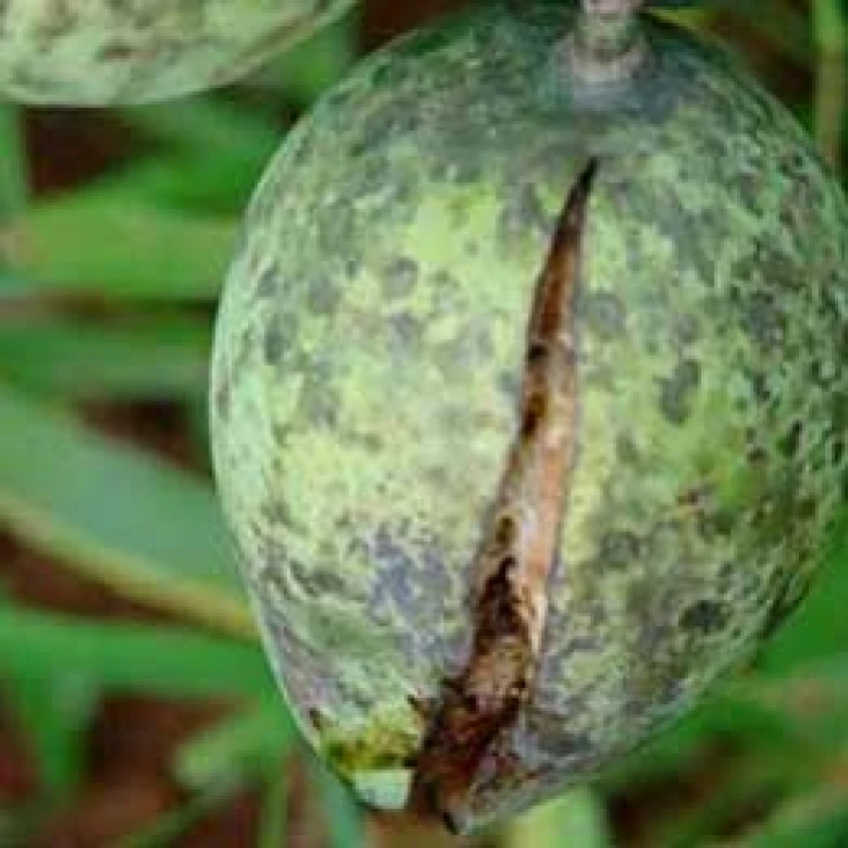 Visual representation of Boron Deficiency deficiency