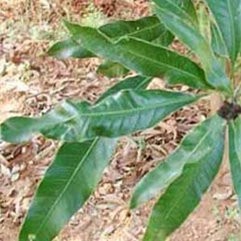 Visual representation of Copper Deficiency deficiency