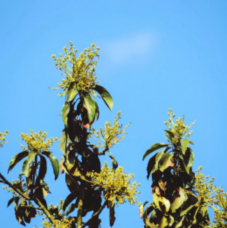 Visual representation of For Flowering deficiency