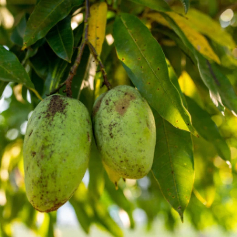 Visual representation of Fungal Diseases In Mango deficiency