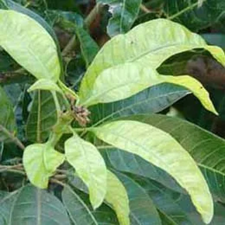 Visual representation of Iron Deficiency deficiency