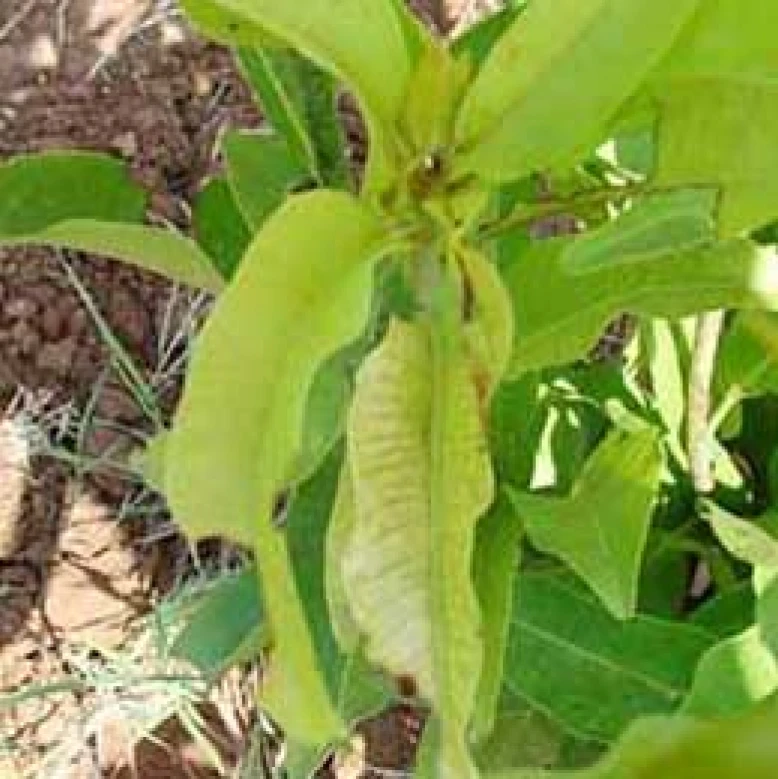 Visual representation of Magnesium Deficiency deficiency