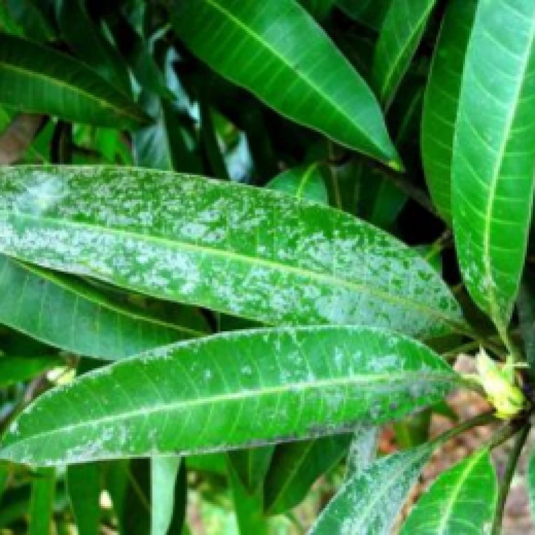 Visual representation of Mite And Thrips In Mango deficiency