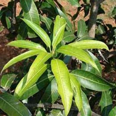 Visual representation of Sulphur Deficiency deficiency