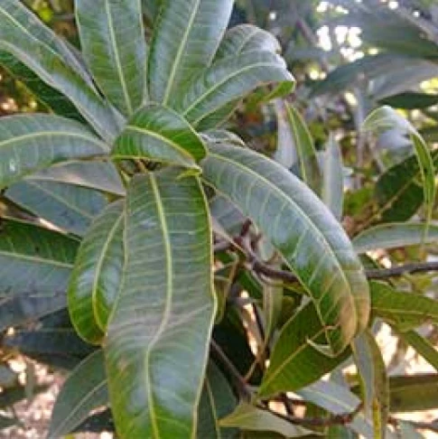 Visual representation of Zinc Deficiency deficiency