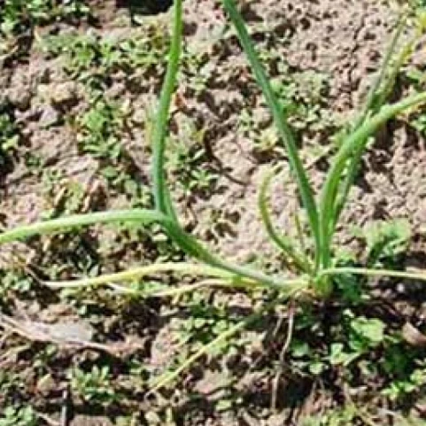 Visual representation of Magnesium Deficiency deficiency