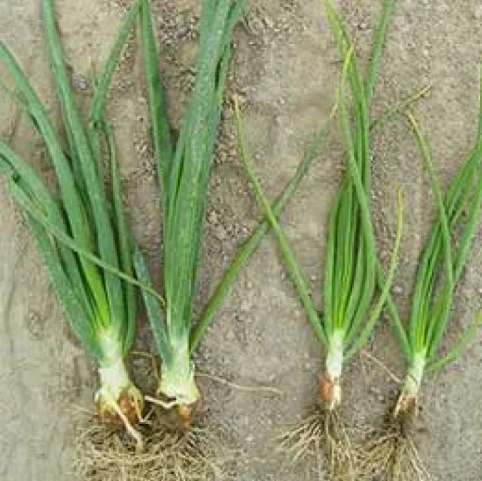 Visual representation of Nitrogen Deficiency deficiency