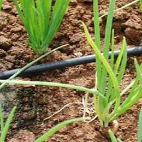 Visual representation of Sulphur Deficiency deficiency