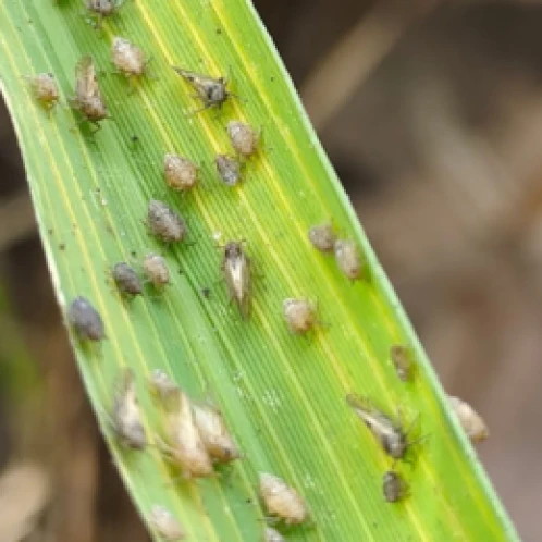 Visual representation of Paddy BPH deficiency