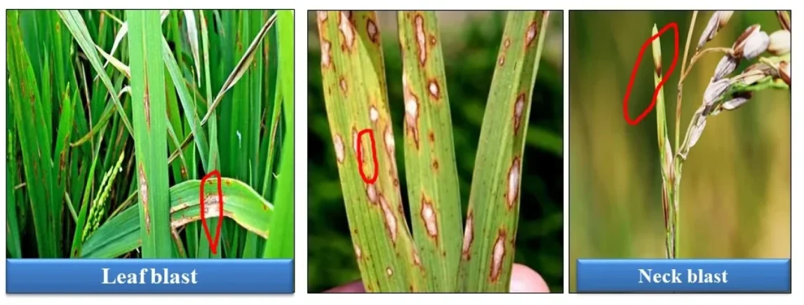 Visual representation of Paddy Blast deficiency