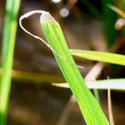 Visual representation of Boron Deficiency deficiency