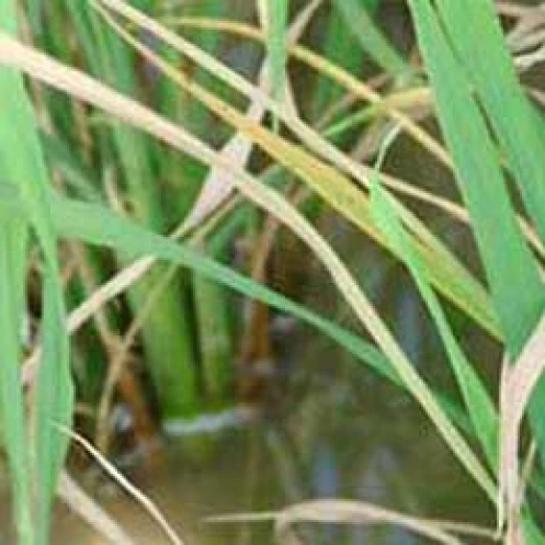 Visual representation of Copper Deficiency deficiency
