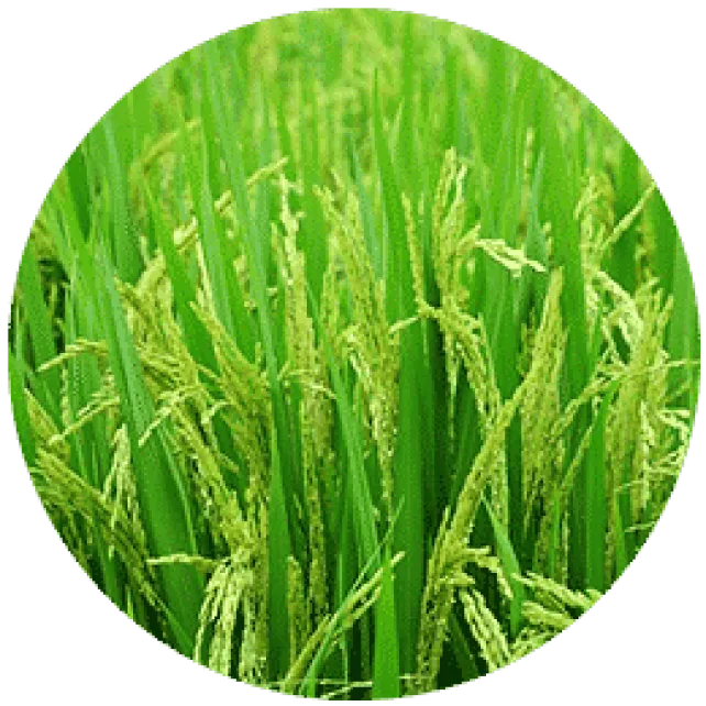 PADDY