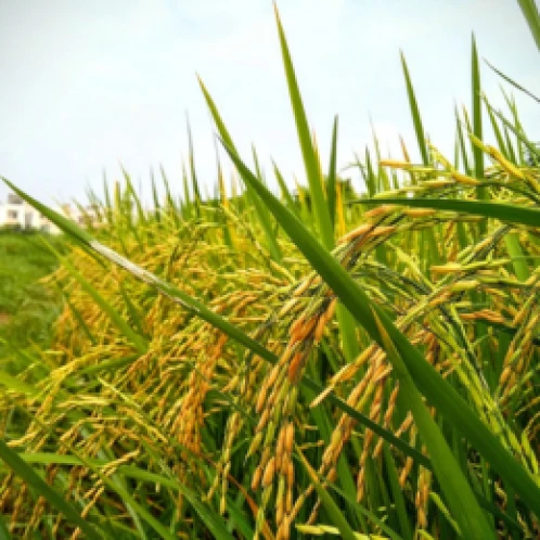 Visual representation of For Growth deficiency