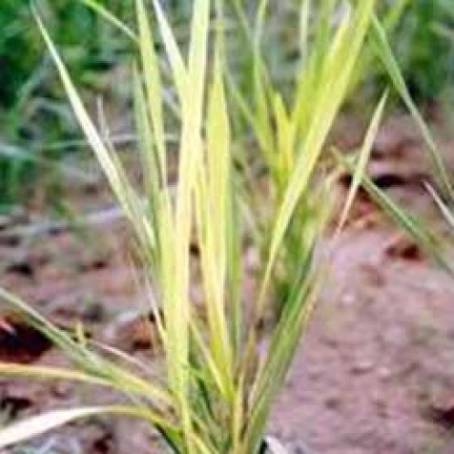 Visual representation of Iron Deficiency deficiency