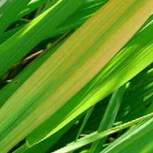 Visual representation of Magnesium Deficiency deficiency
