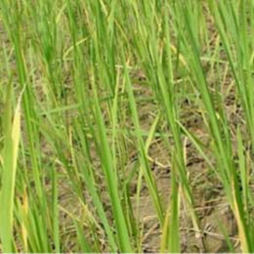 Visual representation of Nitrogen Deficiency deficiency