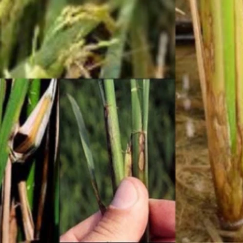 Visual representation of Sheath Blight deficiency