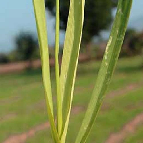 Visual representation of Sulphur Deficiency deficiency