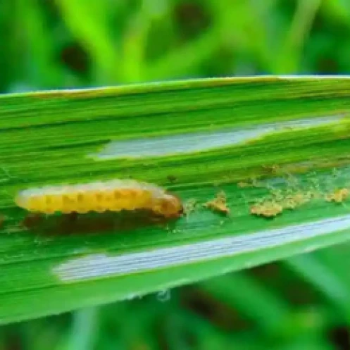 Visual representation of Yellow Stem Borer And Leaf Folder deficiency