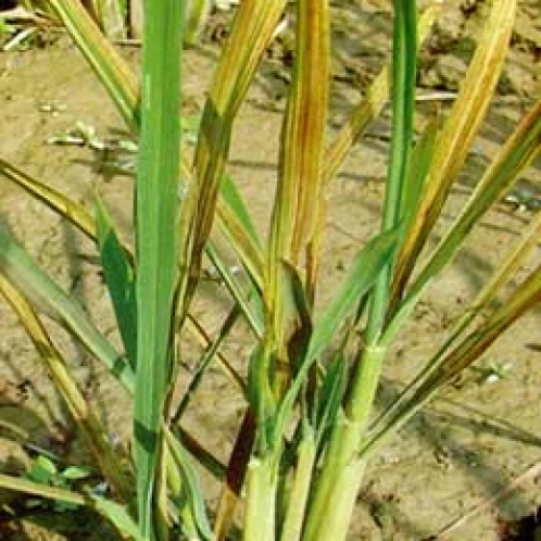 Visual representation of Zinc Deficiency deficiency