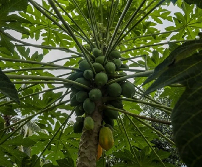 Papaya