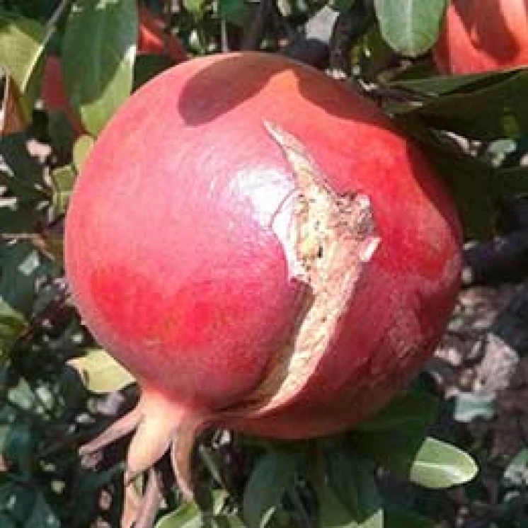Visual representation of Boron Deficiency deficiency