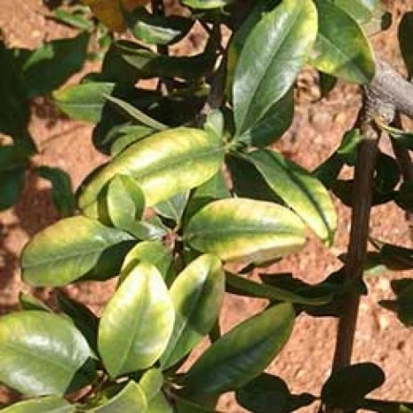 Visual representation of Magnesium Deficiency deficiency