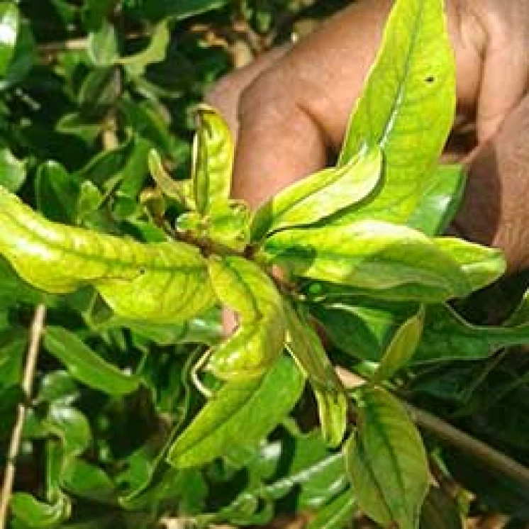 Visual representation of Zinc Deficiency deficiency