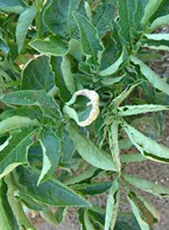 Visual representation of Copper Deficiency deficiency