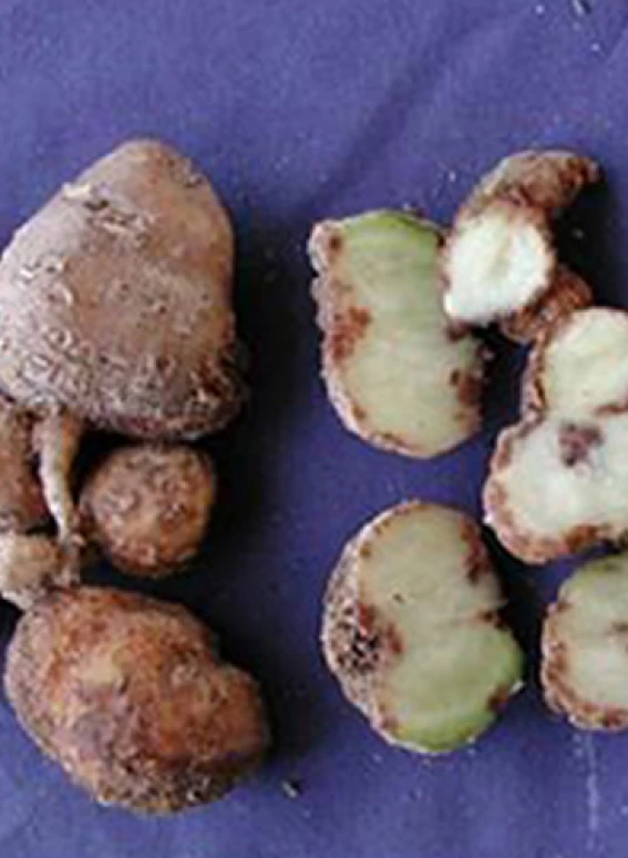 Visual representation of Boron Deficiency deficiency