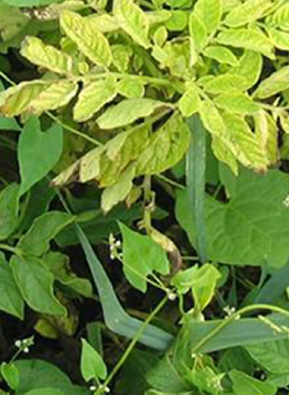 Visual representation of Iron Deficiency deficiency