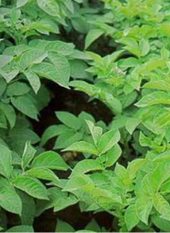 Visual representation of Nitrogen Deficiency deficiency