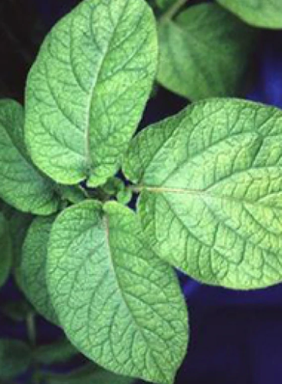 Visual representation of Sulphur Deficiency deficiency