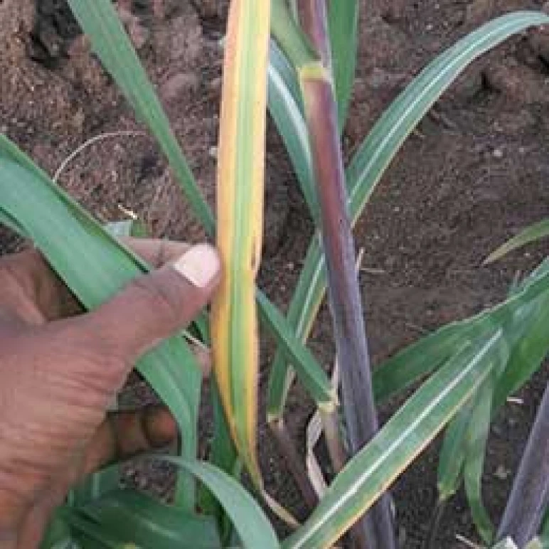 Visual representation of Fungal Diseases In Sugarcane deficiency