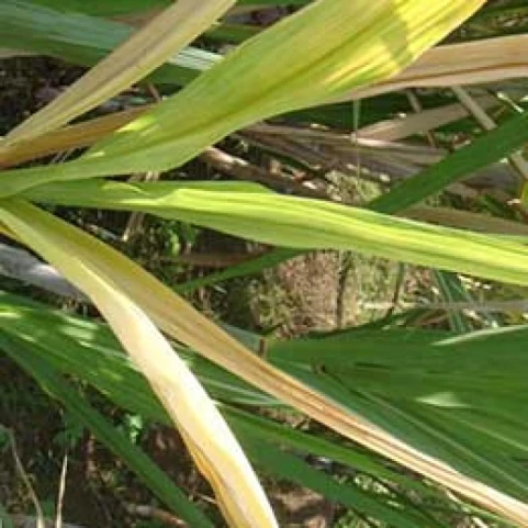 Visual representation of Nitrogen Deficiency deficiency