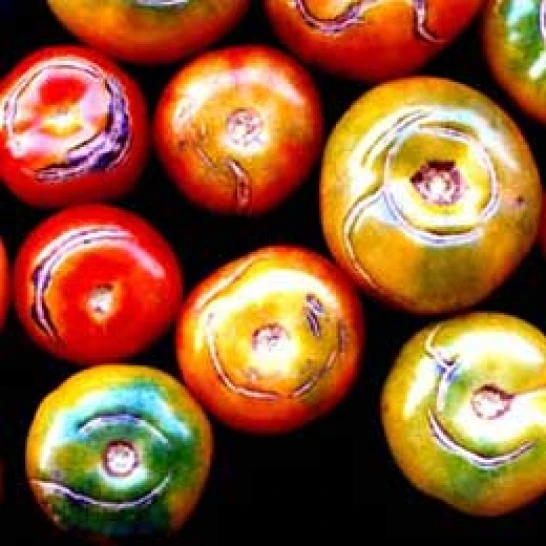 Visual representation of Boron Deficiency deficiency