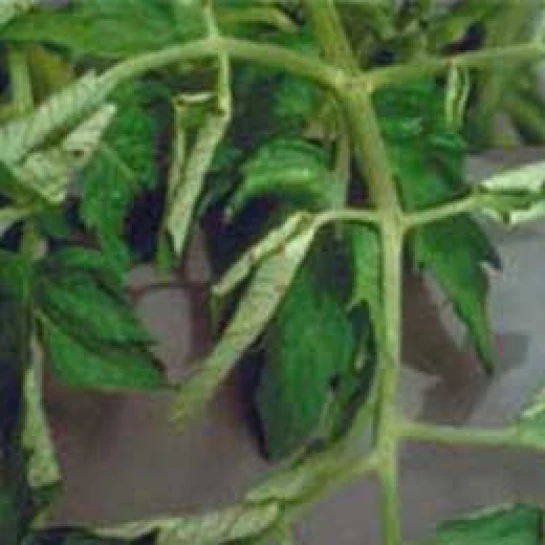Visual representation of Copper Deficiency deficiency