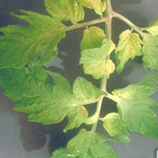 Visual representation of Iron Deficiency deficiency