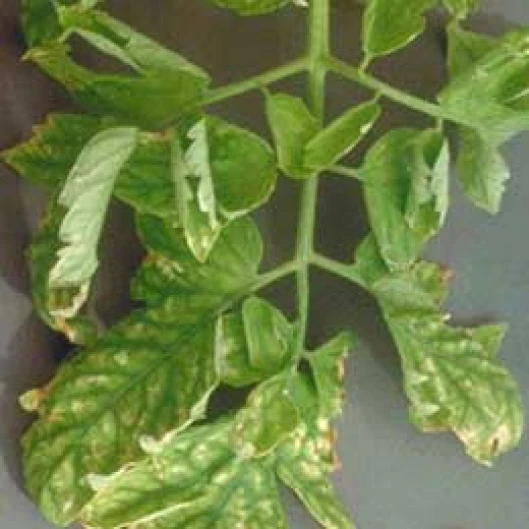 Visual representation of Magnesium Deficiency deficiency
