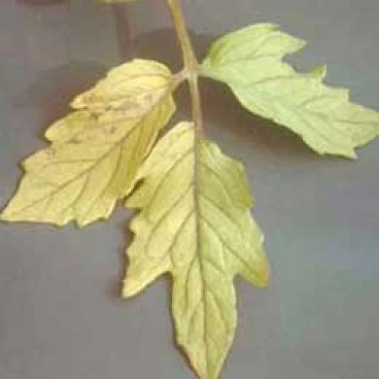 Visual representation of Nitrogen Deficiency deficiency