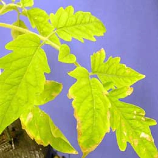 Visual representation of Sulphur Deficiency deficiency