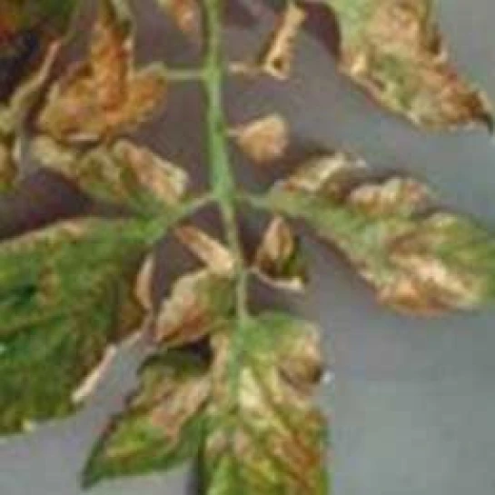 Visual representation of Zinc Deficiency deficiency